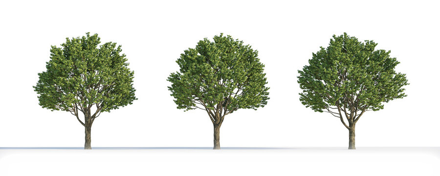 Acer  tree 3D isolated
