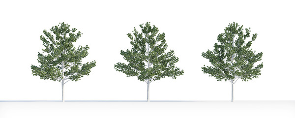 Betula  tree 3D isolated