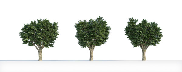 Ulmus campestris  tree 3D isolated