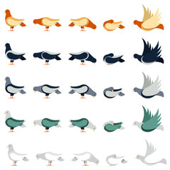 Set of pigeons in different poses, flat style