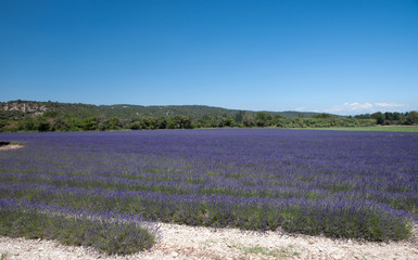blühende Lavendellandschaft in der Provence