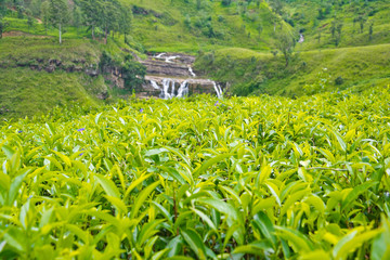 Tea Plantations In Sri Lanka