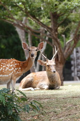 Deer lawn leisure
