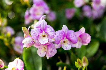Beautiful orchids flower.