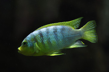 Perlmutt cichlid (Labidochromis sp. perlmutt).