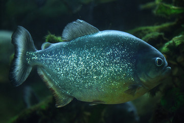 Piranha (Pygocentrus piraya)