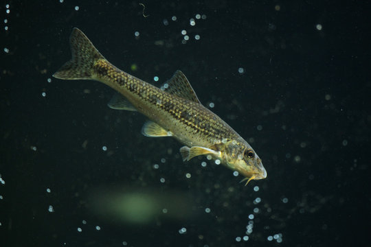 Gudgeon (Gobio gobio)