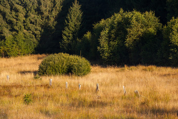 Herbststimmung Wiese