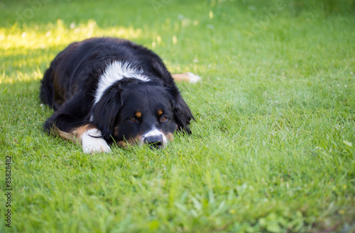 &quot;Gemütlich liegender Hund&quot; Stock photo and royaltyfree images on