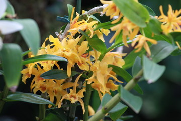 Obraz premium Storczyki - storczyk (Orchis - Orchidaceae) – byliny