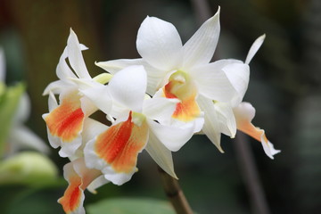 Naklejka na ściany i meble Storczyki - storczyk (Orchis - Orchidaceae) – byliny