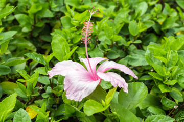 Obraz premium close up Hibiscus flower or Hibiscus syriacus flower