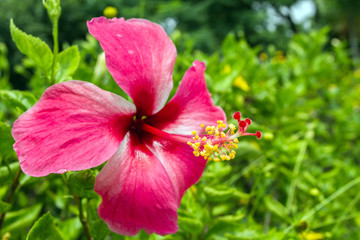 close up Hibiscus flower or Hibiscus syriacus flower