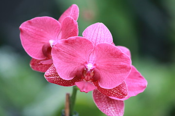 Fototapeta premium Storczyki - storczyk (Orchis - Orchidaceae) – byliny