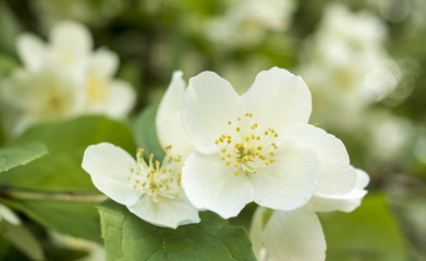 jasmine white flower