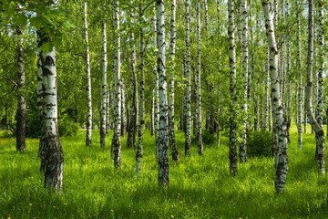 spring birch grove