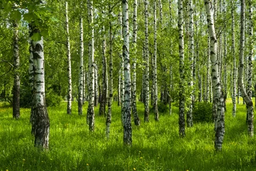 Printed roller blinds Birch grove spring birch grove