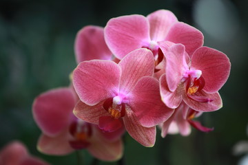 Fototapeta na wymiar Storczyki - storczyk (Orchis - Orchidaceae) – byliny