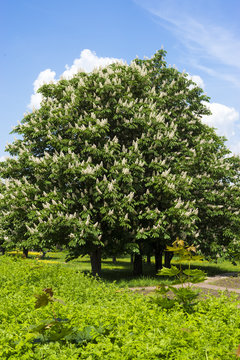 chestnut tree with white flowers and blue sky