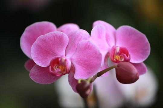 Fototapeta Storczyki - storczyk (Orchis - Orchidaceae) – byliny