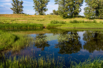 небольшой пруд с кувшинками