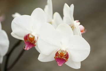 Fototapeta Storczyki - storczyk (Orchis - Orchidaceae) – byliny obraz