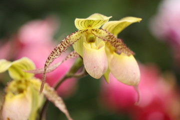 Naklejka na ściany i meble Storczyki - storczyk (Orchis - Orchidaceae) – byliny