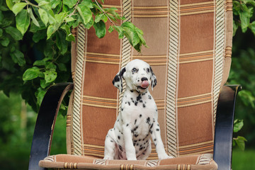 adorable dalmatian puppy outdoors in summer