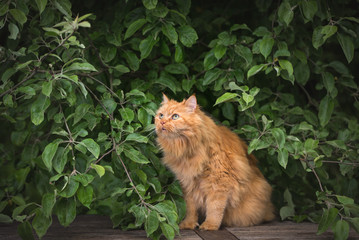 Naklejka na ściany i meble red furry cat outdoors