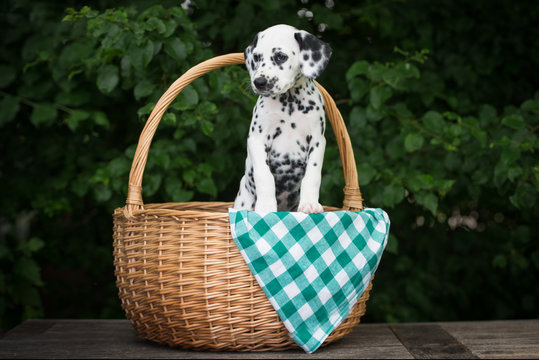 black dalmatian puppy in a basket