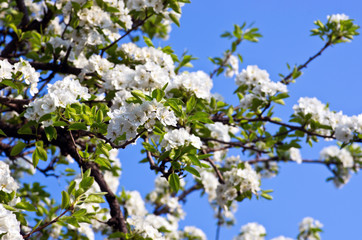 closeup of the pear blossom in spring