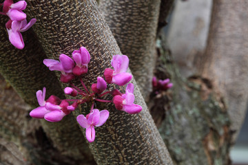 Redbud Flower