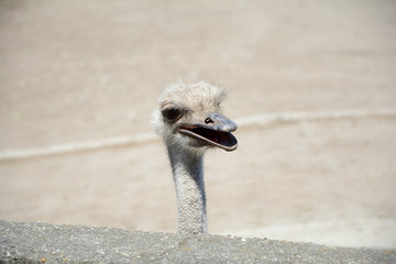 Ostrich's head