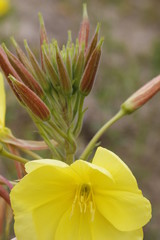 Obraz premium flowers