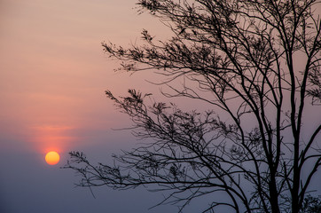 Sunrise in morning with tree silhouette