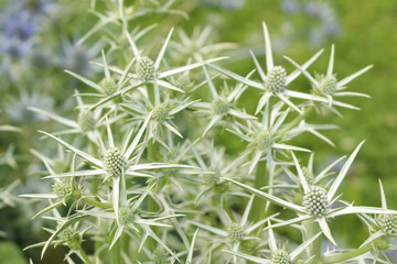 Green and spiky "Sea Holly" plant in Innsbruck, Austria. Its scientific name is Eryngium Variifolium, native to Morocco.