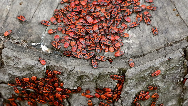 Colony of red firebugs on old tree stump close-up.