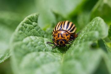 Escarabajo de la patata