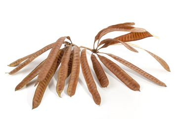Twigs Containing Elongated Seed Pods Filled with Seeds