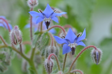 Borretsch - Blüten, Nahaufnahme