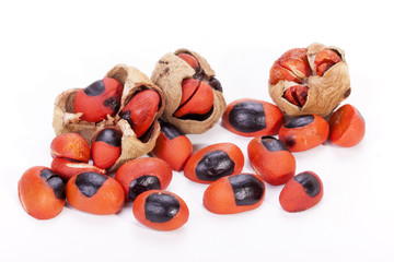 Bright Red Seeds and Burst Pods of Natal Mahogany Tree