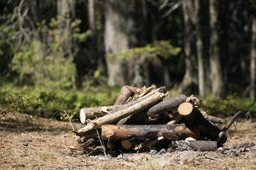 Logs in the forest