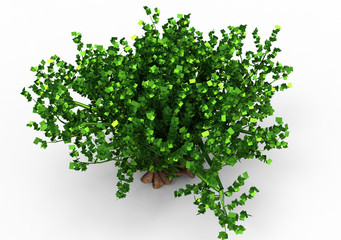 Fototapeta premium tree