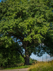 Baum und Strommasten