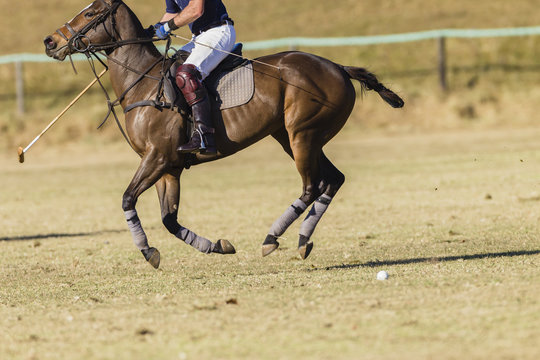 Polo Horse Rider Unidentified
