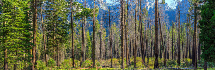 Yosemite National Park 