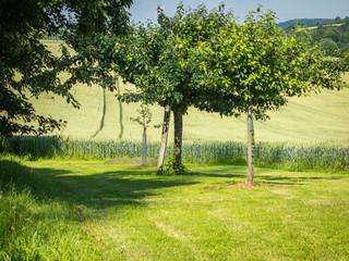 Bäume im Feld