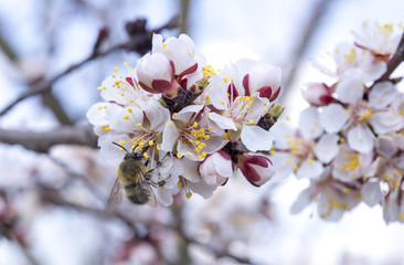 bee on flowering spring tree branch