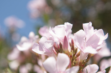 Pink Flowers in Tree