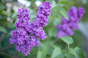 flowering fragrant lilac branch